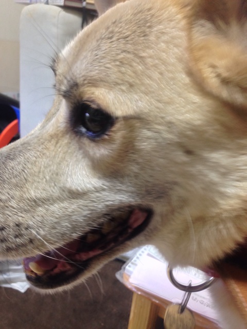 f:id:pochi52:20140724145857j:plain f:id:pochi52:20140724145857j:plain