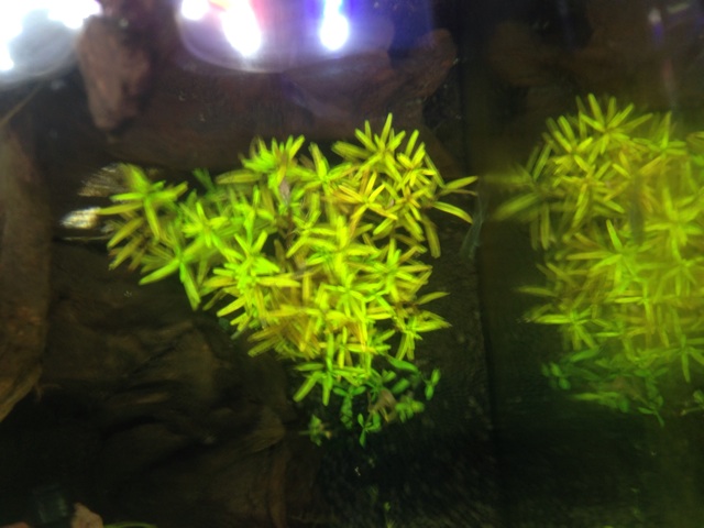 f:id:pochi52:20140728191153j:plain f:id:pochi52:20140728191153j:plain