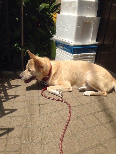 f:id:pochi52:20140730122932j:plain f:id:pochi52:20140730122932j:plain