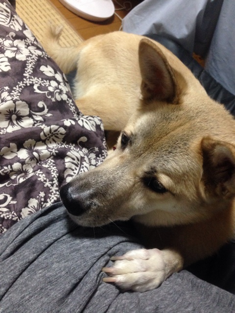 f:id:pochi52:20140805104624j:plain f:id:pochi52:20140805104624j:plain