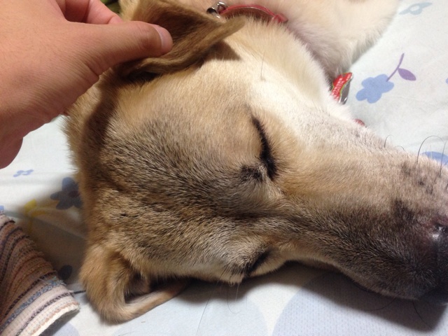 f:id:pochi52:20140805104726j:plain f:id:pochi52:20140805104726j:plain