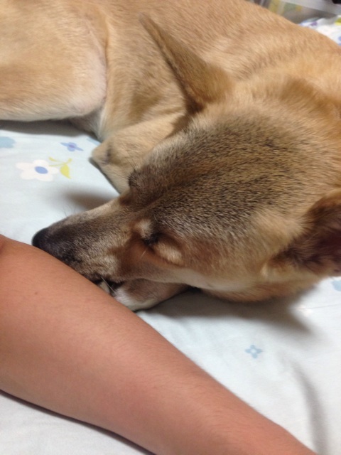 f:id:pochi52:20140805142634j:plain f:id:pochi52:20140805142634j:plain