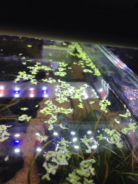 f:id:pochi52:20140813195653j:plain f:id:pochi52:20140813195653j:plain