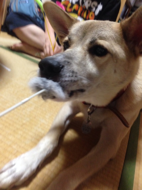 f:id:pochi52:20140829002036j:plain f:id:pochi52:20140829002036j:plain