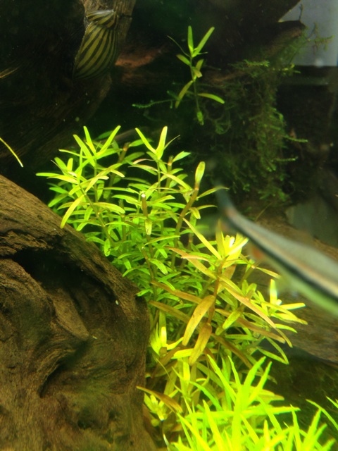 f:id:pochi52:20140907110450j:plain f:id:pochi52:20140907110450j:plain