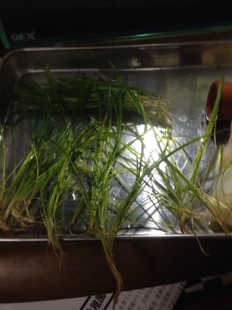 f:id:pochi52:20140916172211j:plain f:id:pochi52:20140916172211j:plain