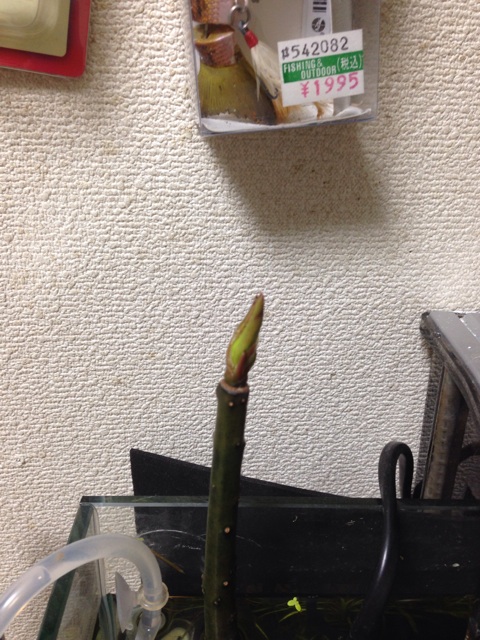 f:id:pochi52:20141005235253j:plain f:id:pochi52:20141005235253j:plain
