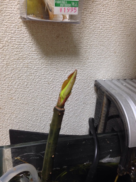 f:id:pochi52:20141008120313j:plain f:id:pochi52:20141008120313j:plain