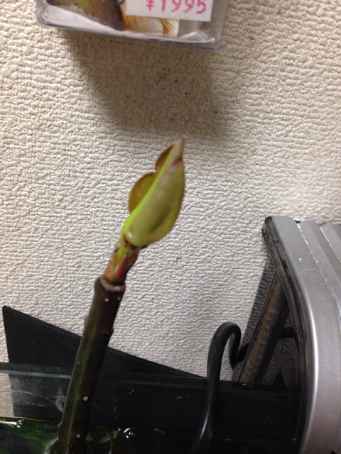 f:id:pochi52:20141013230414j:plain f:id:pochi52:20141013230414j:plain
