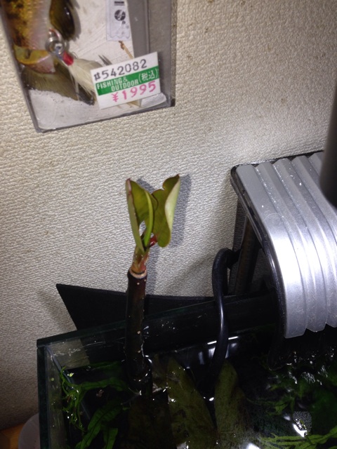 f:id:pochi52:20141018105712j:plain f:id:pochi52:20141018105712j:plain