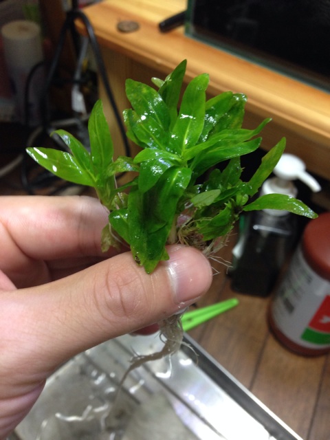 f:id:pochi52:20141018195458j:plain f:id:pochi52:20141018195458j:plain