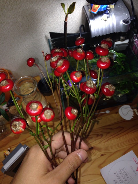 f:id:pochi52:20141019180924j:plain f:id:pochi52:20141019180924j:plain