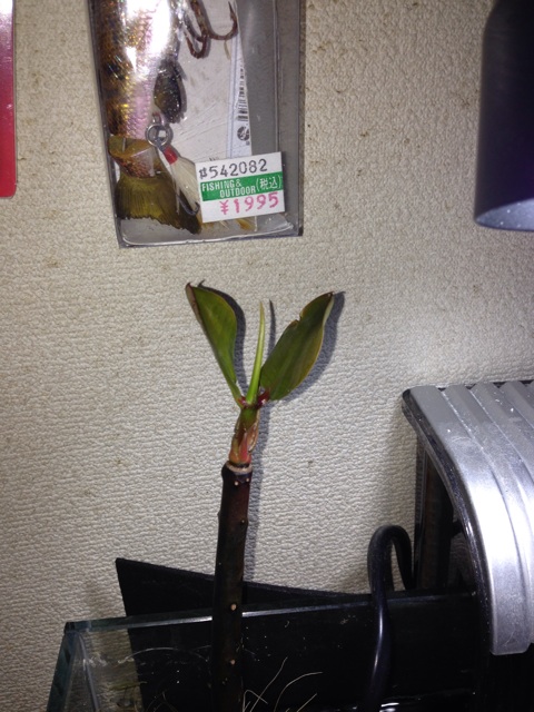 f:id:pochi52:20141019181133j:plain f:id:pochi52:20141019181133j:plain