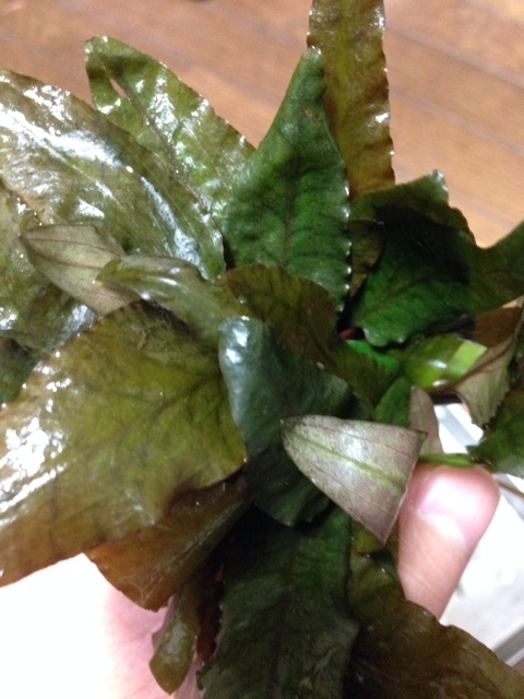f:id:pochi52:20141207202538j:plain f:id:pochi52:20141207202538j:plain