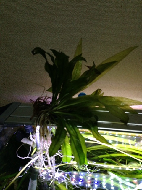 f:id:pochi52:20141208231331j:plain f:id:pochi52:20141208231331j:plain