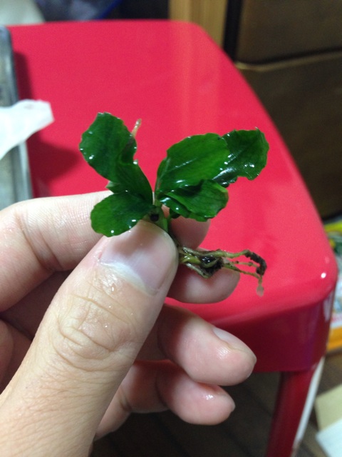 f:id:pochi52:20141215092300j:plain f:id:pochi52:20141215092300j:plain
