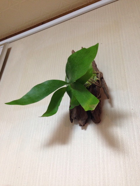 f:id:pochi52:20141228171629j:plain f:id:pochi52:20141228171629j:plain