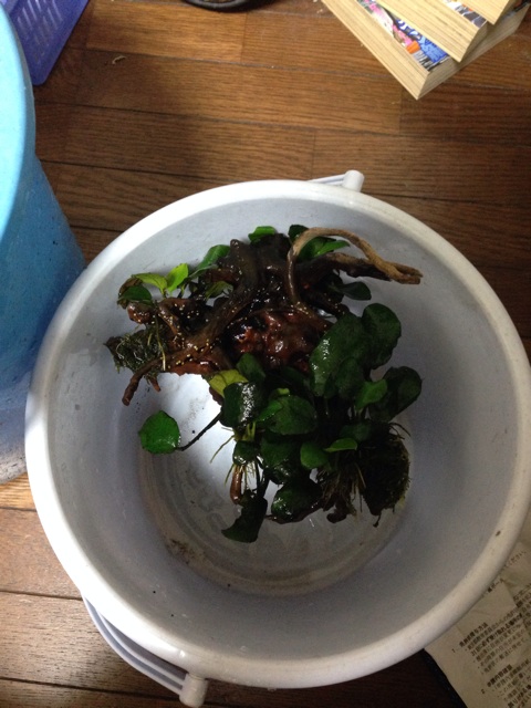 f:id:pochi52:20150107171859j:plain f:id:pochi52:20150107171859j:plain