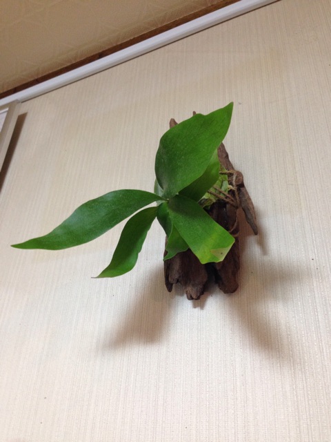 f:id:pochi52:20150126094423j:plain f:id:pochi52:20150126094423j:plain