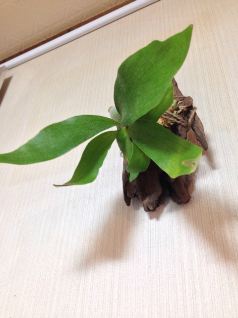 f:id:pochi52:20150126094650j:plain f:id:pochi52:20150126094650j:plain