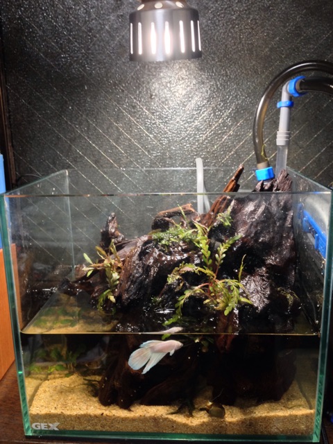 f:id:pochi52:20150203200754j:plain f:id:pochi52:20150203200754j:plain