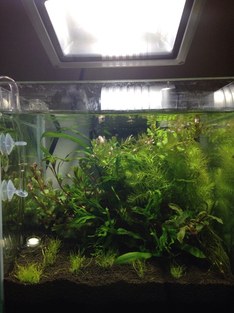 f:id:pochi52:20150617215904j:plain f:id:pochi52:20150617215904j:plain