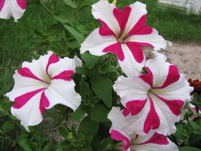 f:id:pockkun:20140806130658j:plain f:id:pockkun:20140806130658j:plain