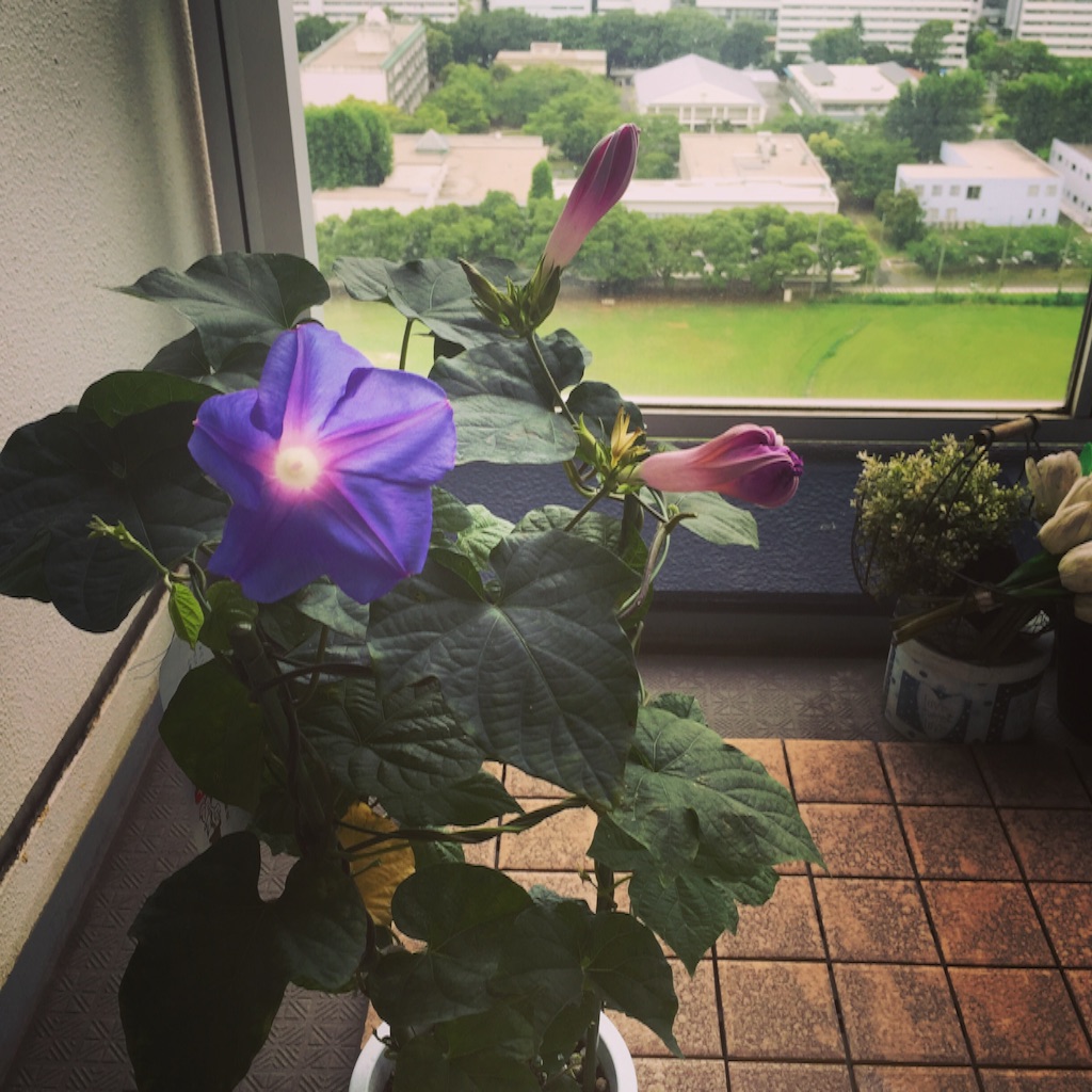 f:id:poco0719:20160709192520j:image f:id:poco0719:20160709192520j:image