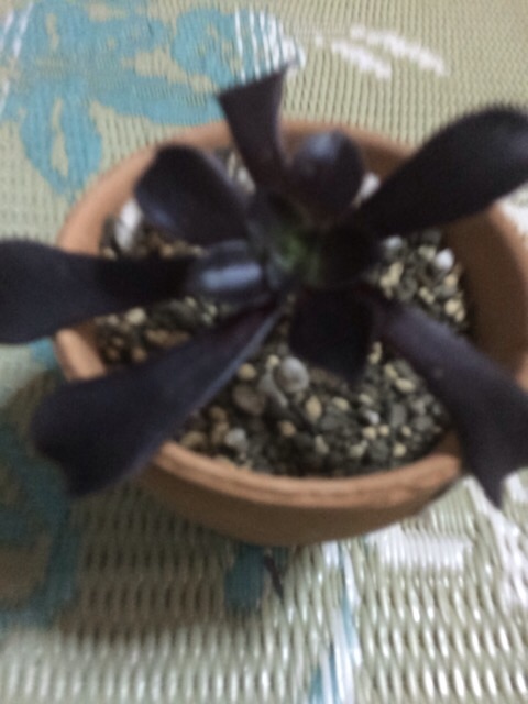 f:id:poke-monn:20151217175251j:image f:id:poke-monn:20151217175251j:image