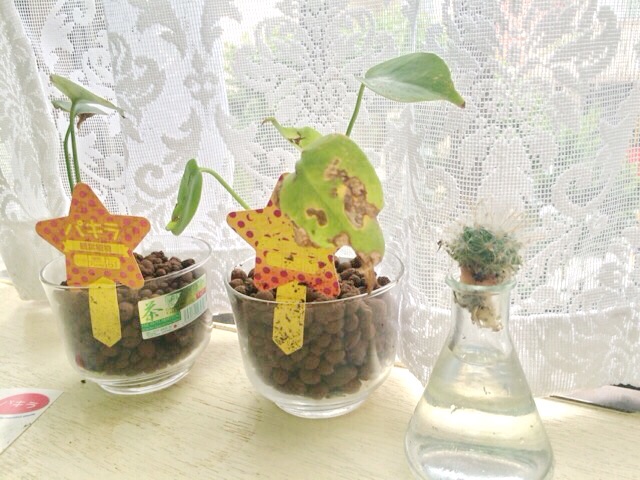 f:id:poke-monn:20160323162819j:image f:id:poke-monn:20160323162819j:image
