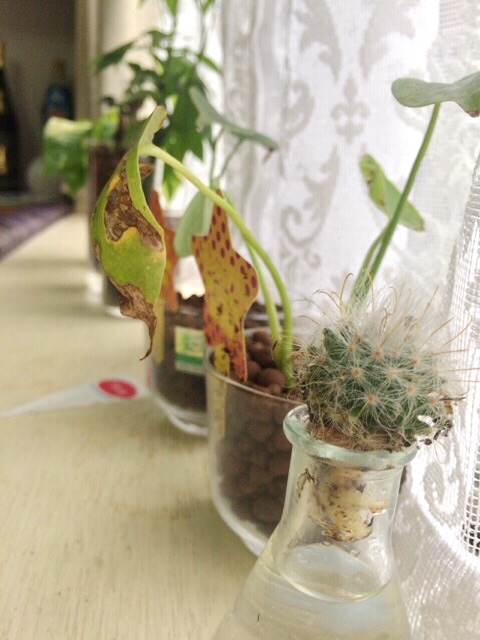 f:id:poke-monn:20160323162944j:image f:id:poke-monn:20160323162944j:image