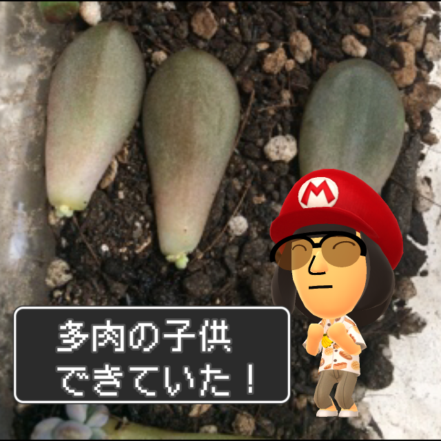 f:id:poke-monn:20160406200859p:image f:id:poke-monn:20160406200859p:image