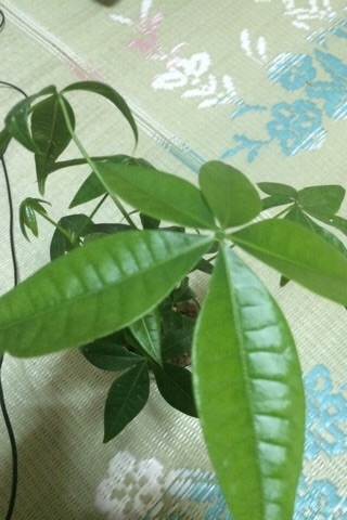 f:id:poke-monn:20160516203605j:image f:id:poke-monn:20160516203605j:image