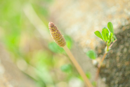 f:id:pokonan:20150322000010j:plain f:id:pokonan:20150322000010j:plain