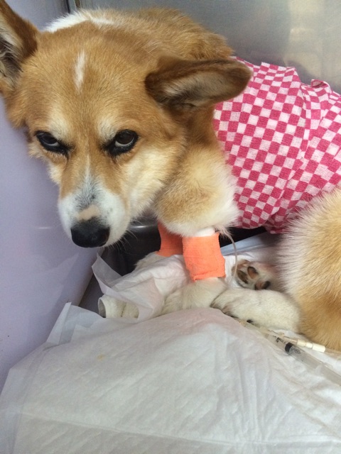 f:id:pokopeko2003:20141008221951j:plain f:id:pokopeko2003:20141008221951j:plain