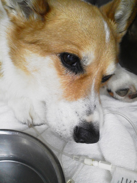 f:id:pokopeko2003:20141009221048j:plain f:id:pokopeko2003:20141009221048j:plain