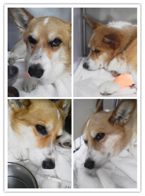 f:id:pokopeko2003:20141010215042j:plain f:id:pokopeko2003:20141010215042j:plain