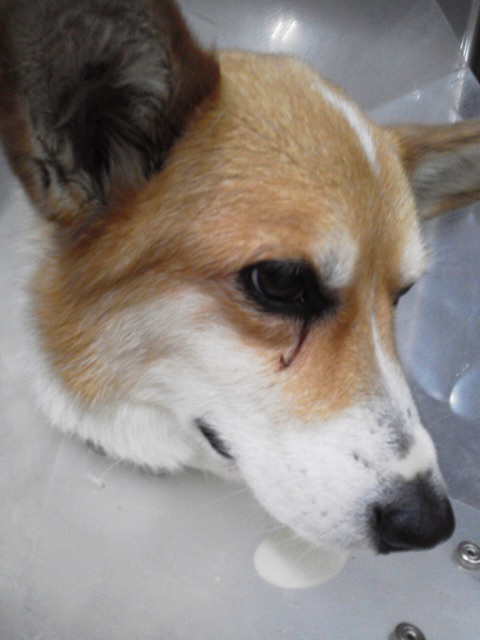 f:id:pokopeko2003:20141012224003j:plain f:id:pokopeko2003:20141012224003j:plain