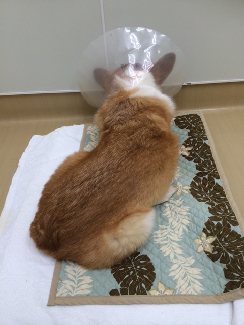 f:id:pokopeko2003:20141014213622j:plain f:id:pokopeko2003:20141014213622j:plain