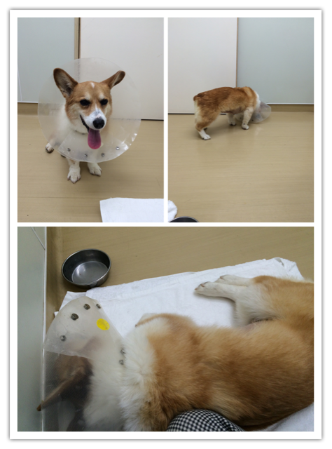f:id:pokopeko2003:20141020201748j:plain f:id:pokopeko2003:20141020201748j:plain