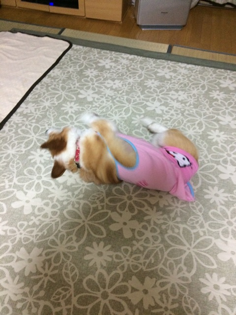 f:id:pokopeko2003:20141021195824j:plain f:id:pokopeko2003:20141021195824j:plain