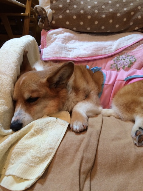 f:id:pokopeko2003:20141021200224j:plain f:id:pokopeko2003:20141021200224j:plain