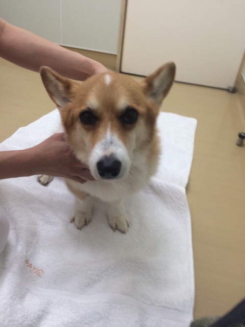f:id:pokopeko2003:20141103165758j:plain f:id:pokopeko2003:20141103165758j:plain