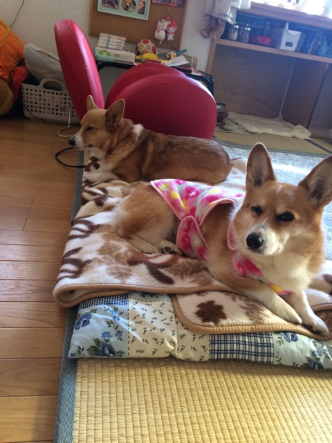 f:id:pokopeko2003:20141107122302j:plain f:id:pokopeko2003:20141107122302j:plain