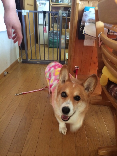 f:id:pokopeko2003:20141107123201j:plain f:id:pokopeko2003:20141107123201j:plain