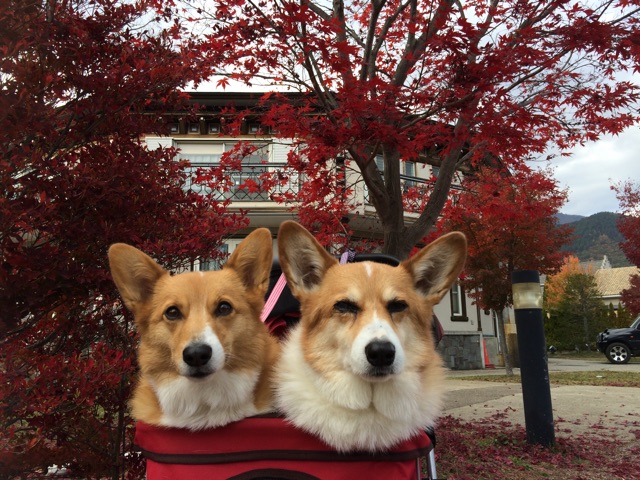 f:id:pokopeko2003:20141110101052j:plain f:id:pokopeko2003:20141110101052j:plain