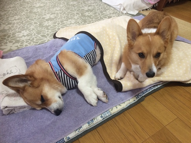 f:id:pokopeko2003:20141112133433j:plain f:id:pokopeko2003:20141112133433j:plain