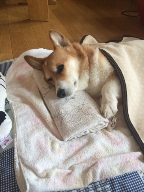 f:id:pokopeko2003:20141112135424j:plain f:id:pokopeko2003:20141112135424j:plain