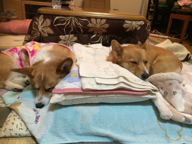 f:id:pokopeko2003:20141119190753j:plain f:id:pokopeko2003:20141119190753j:plain