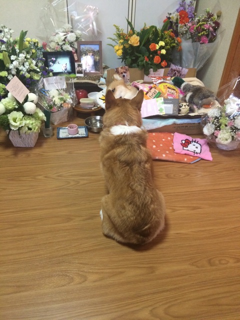 f:id:pokopeko2003:20141126212027j:plain f:id:pokopeko2003:20141126212027j:plain